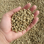 Robusta Green Coffee Beans 1kg – Raw Unroasted Java Coffee Beans
